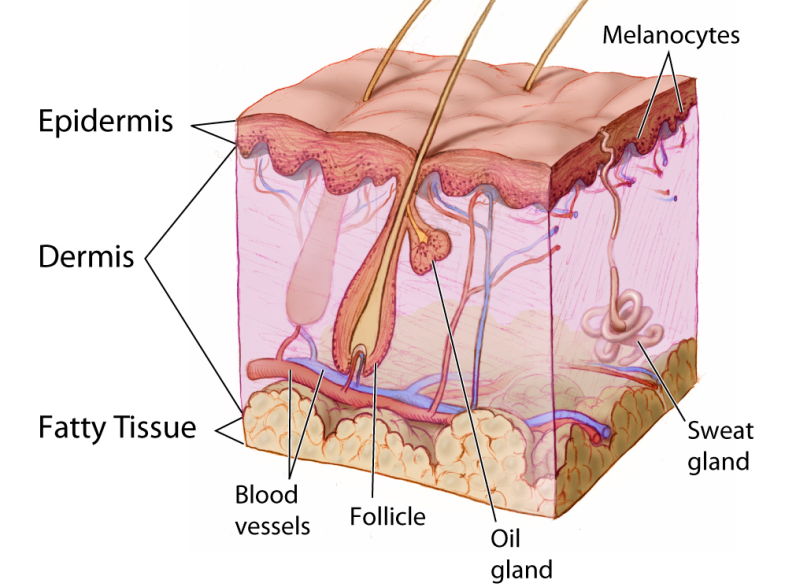 skin-layers